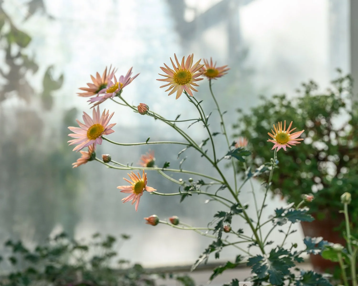A cluster of pink and yellow flowers growing indoors near a window with diffused light.