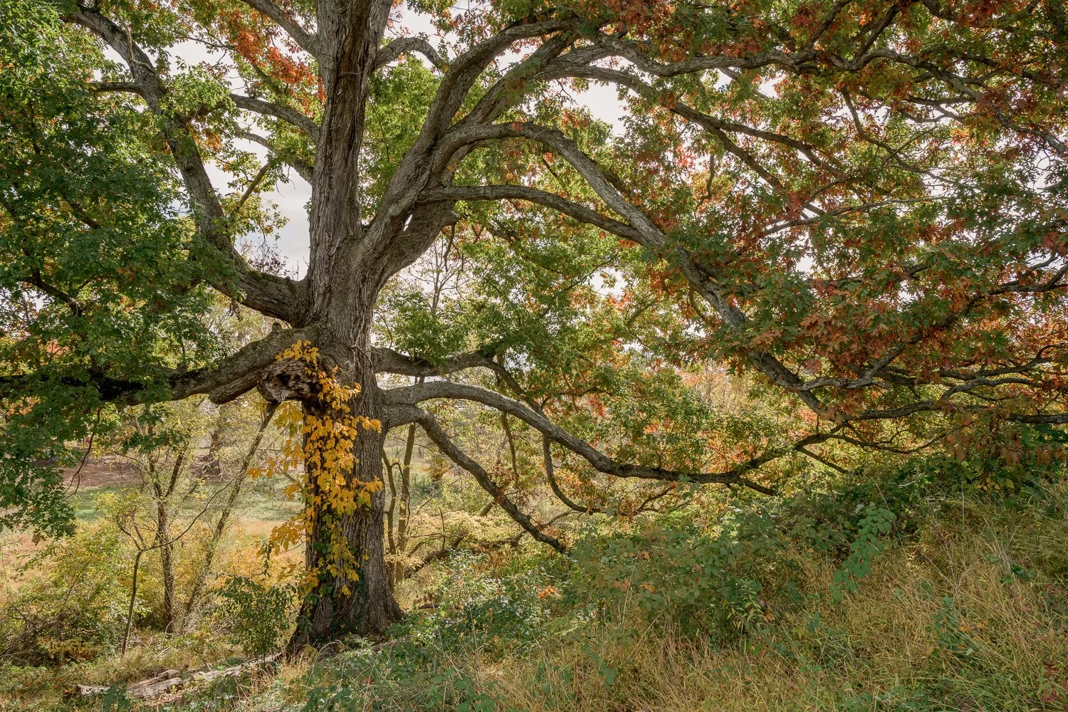 A large tree with a thick, textured trunk and widespread branches, some of which have yellow and red fall leaves. The tree is situated in a grassy, slightly overgrown area with more trees in the background, under an overcast sky.