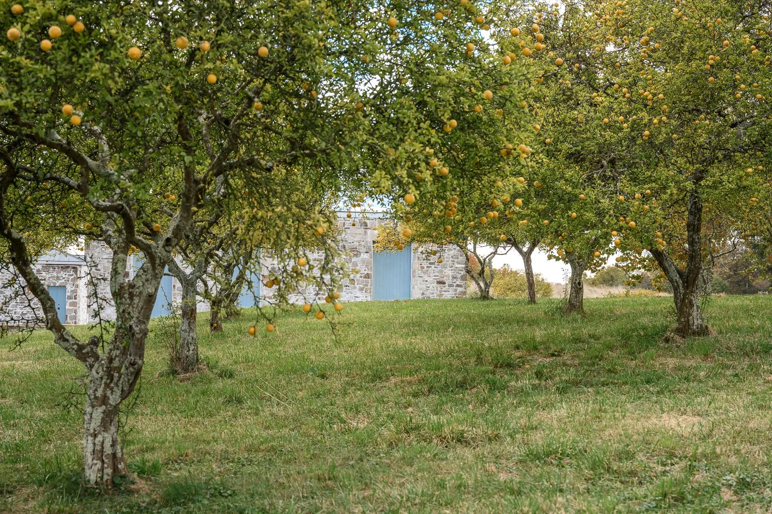 Orchard with fruit trees bearing yellowish-orange fruits, with a stone building with blue doors in the background.