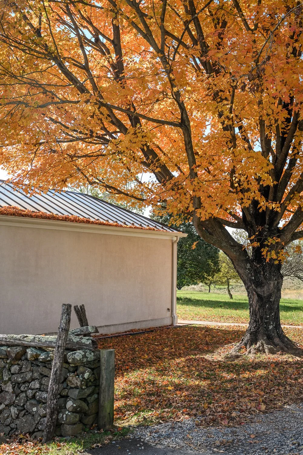 A large tree with orange autumn leaves next to a building with a metal roof, fallen leaves on the ground, and a stone and wood fence.