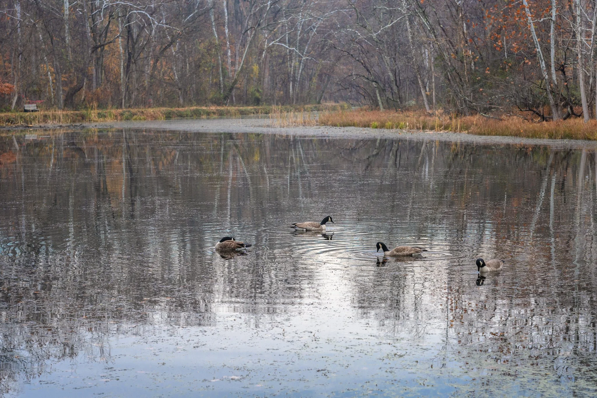 Geese in the C&O Canal at Anglers in Maryland.