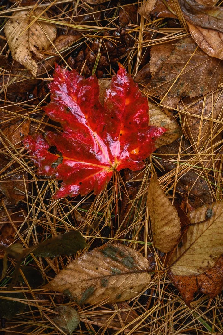 A bright red autumn leaf on the ground surrounded by brown fallen leaves and pine needles.