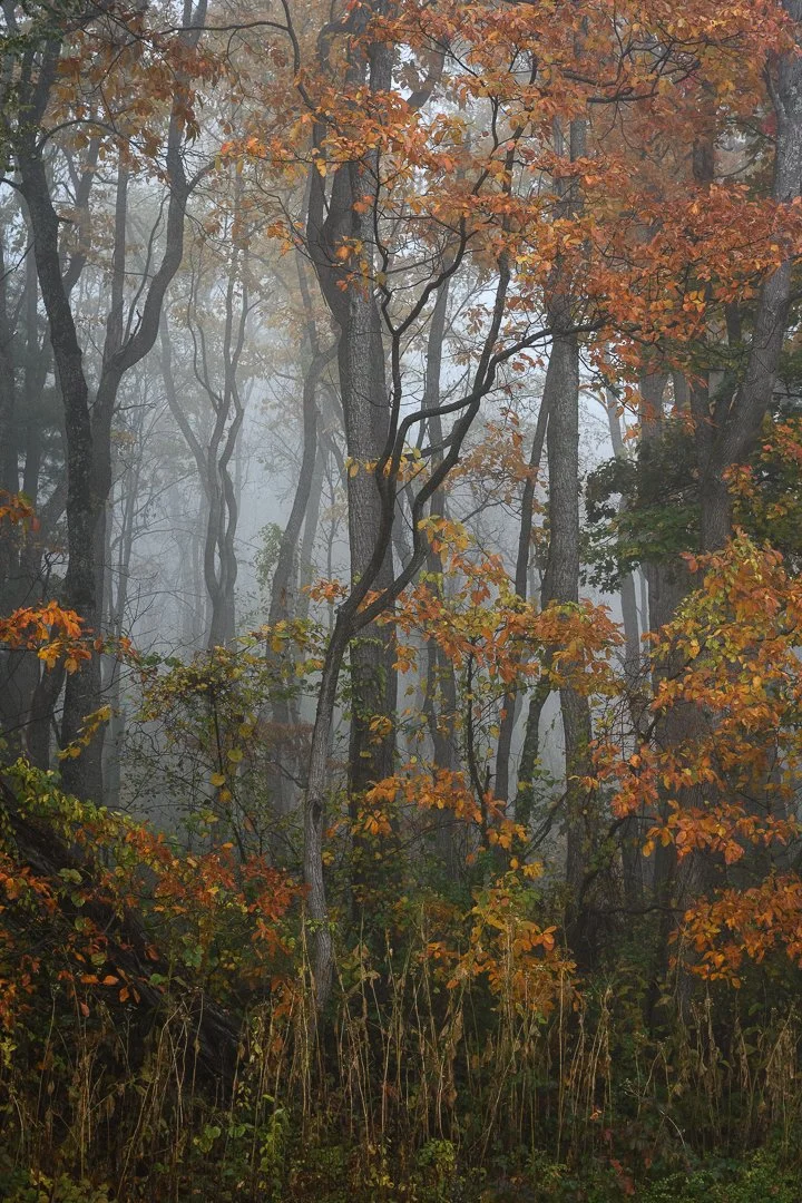 A foggy forest scene with trees displaying orange, yellow, and green autumn leaves.