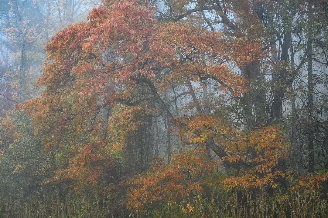 A foggy forest with trees showing orange and yellow fall foliage.
