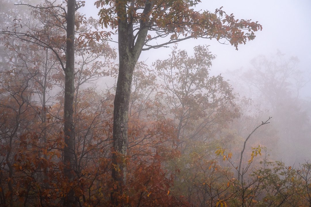 A foggy forest with tall trees and autumn-colored leaves.