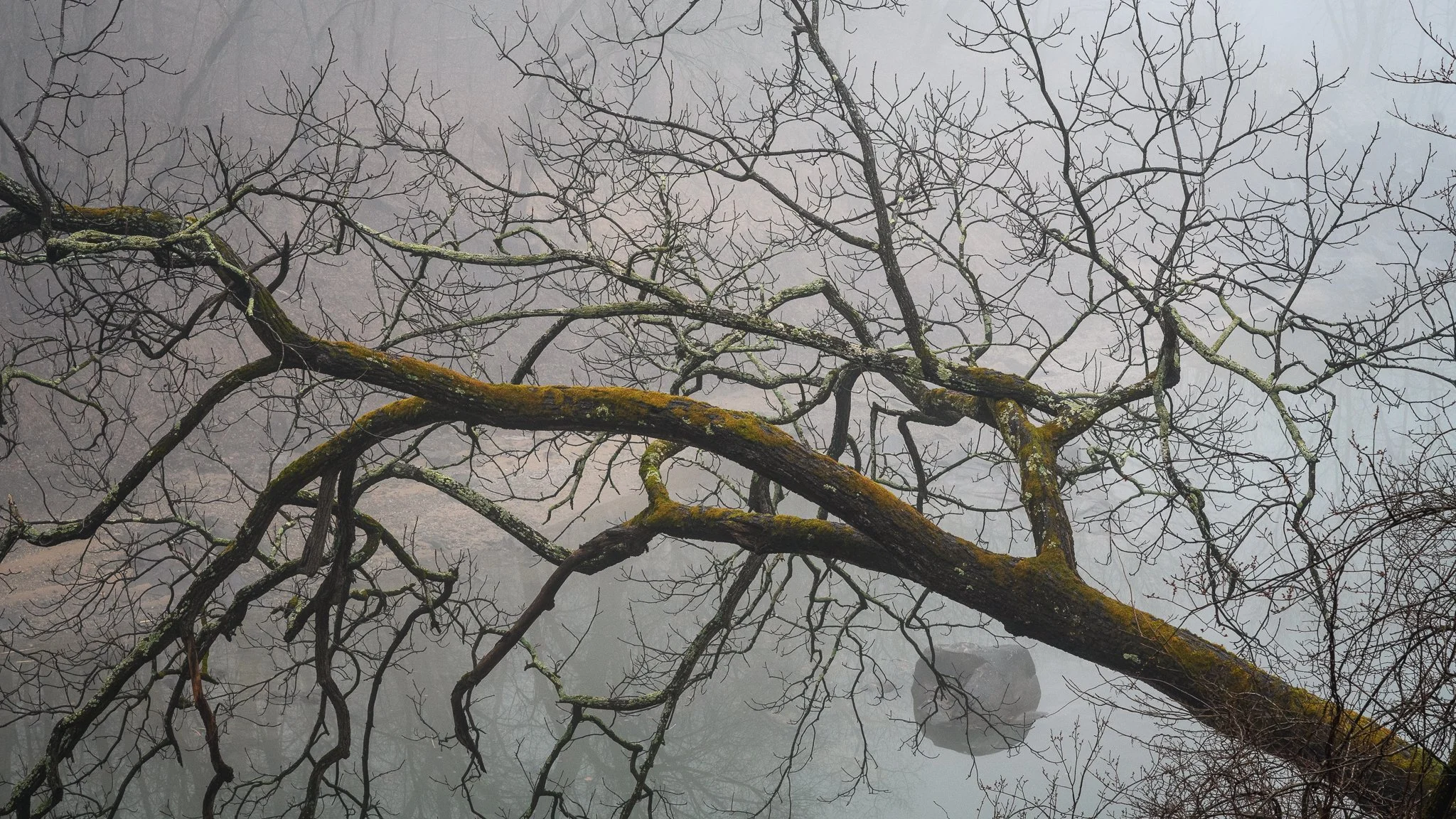 Moss covers the bare branches of a tree along the C&O Canal in Maryland.
