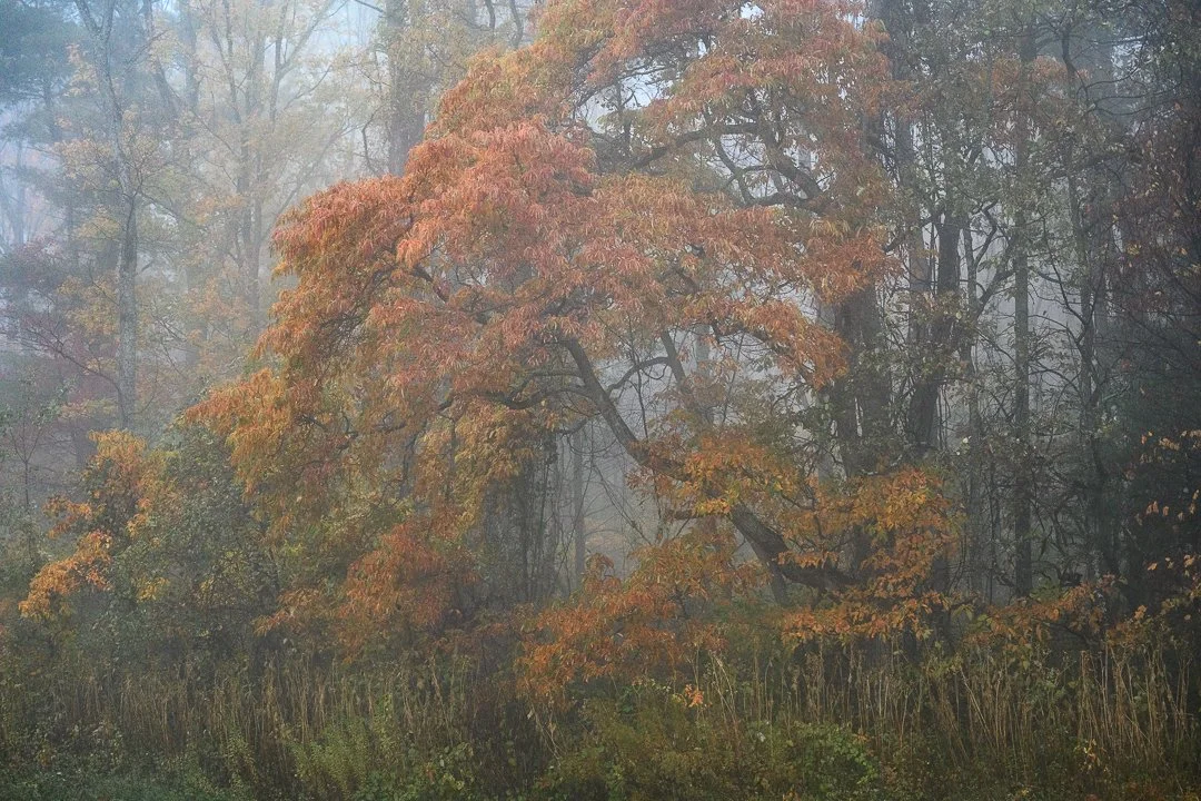 Autumn scene in a forest with mostly orange and green leaves, foggy atmosphere, and tall trees in the background.