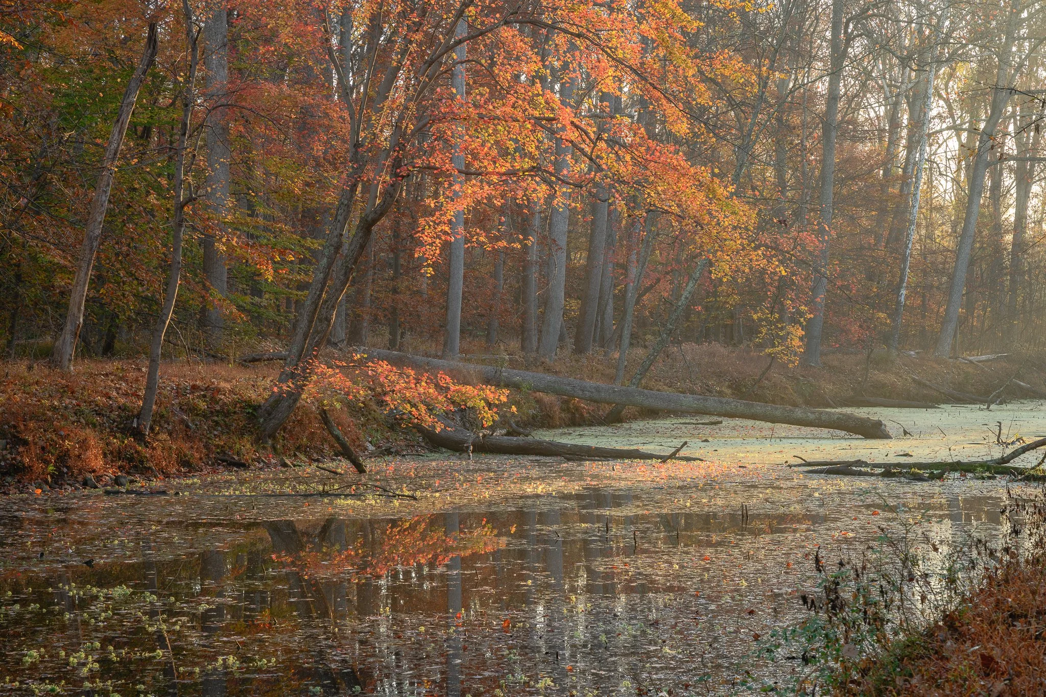Autumn colors line the C&O Canal in Maryland.