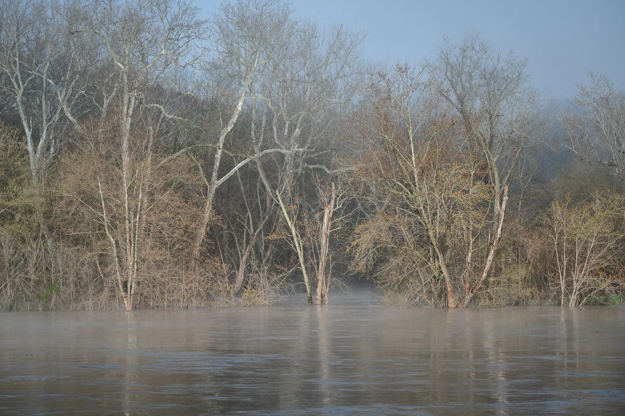 Rising waters of the Potomac River overtake sycamore trees after heavy rain in the Washington, D.C. area.