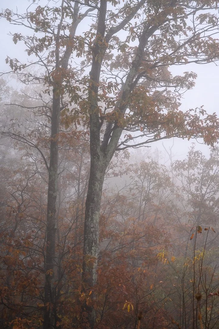 A foggy forest scene with tall trees and autumn-colored leaves.