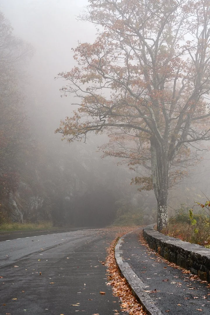 A foggy scene of a winding road bordered by a stone wall and a large tree with autumn leaves.