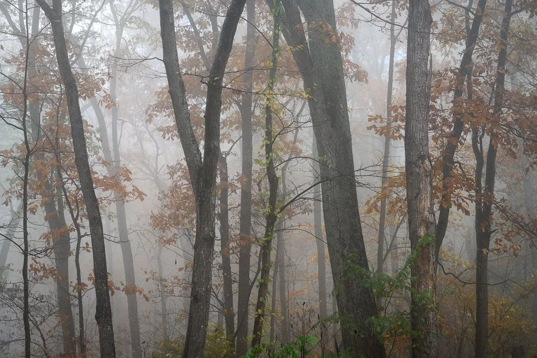 A foggy forest scene with tall trees and scattered autumn leaves.