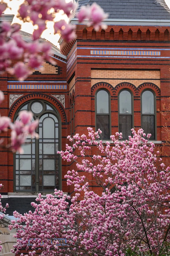 A historic brick building with arched windows, surrounded by blooming pink magnolia trees. Located next to the Smithsonian Castle in Washington, D.C. and the Enid Haupt Garden, the photo depicts the Arts and Industry Building.