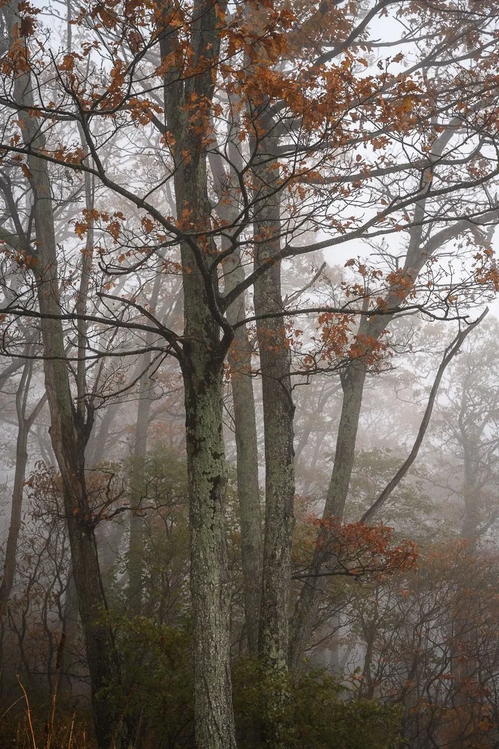 Misty forest with tall trees and sparse orange and brown autumn leaves.