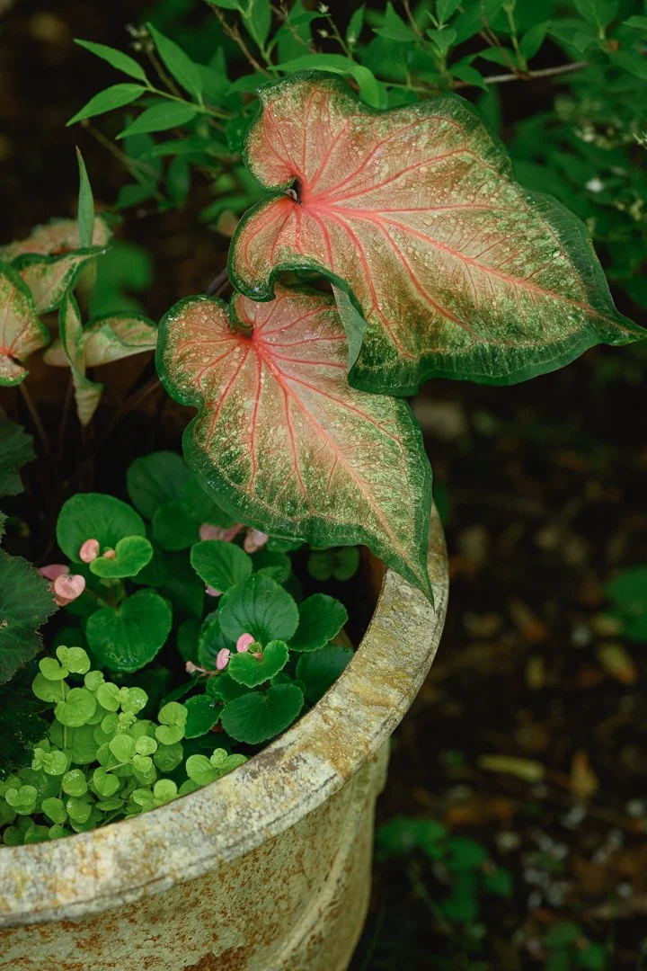 Stacy Smith Evans - Kensington-5.jpg