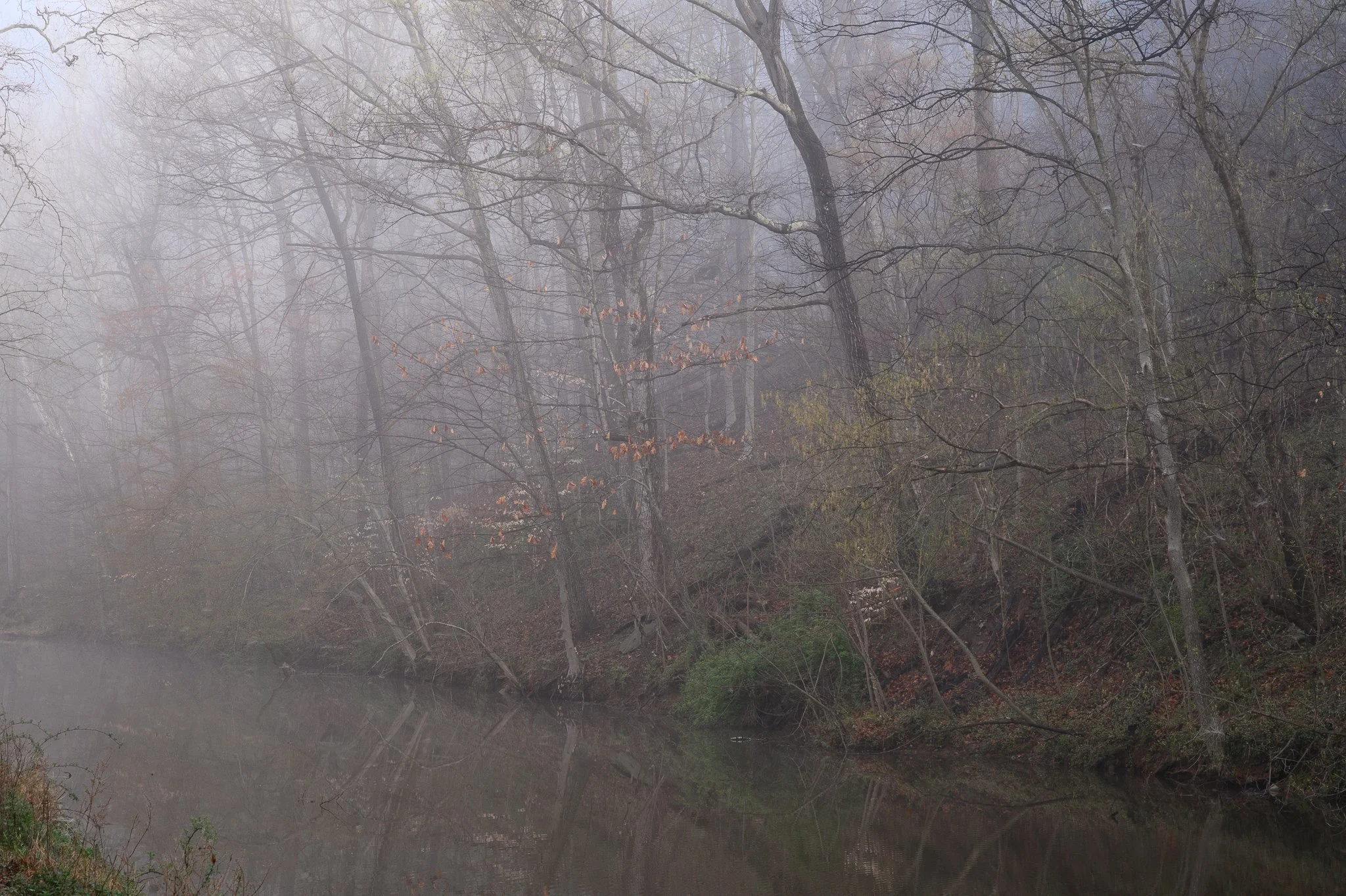 Fog envelops trees lining the C&O Canal in Maryland.