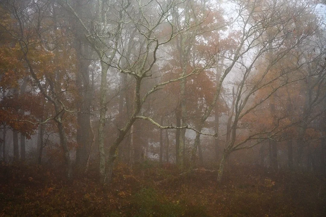 Foggy forest with tall trees and autumn-colored foliage.