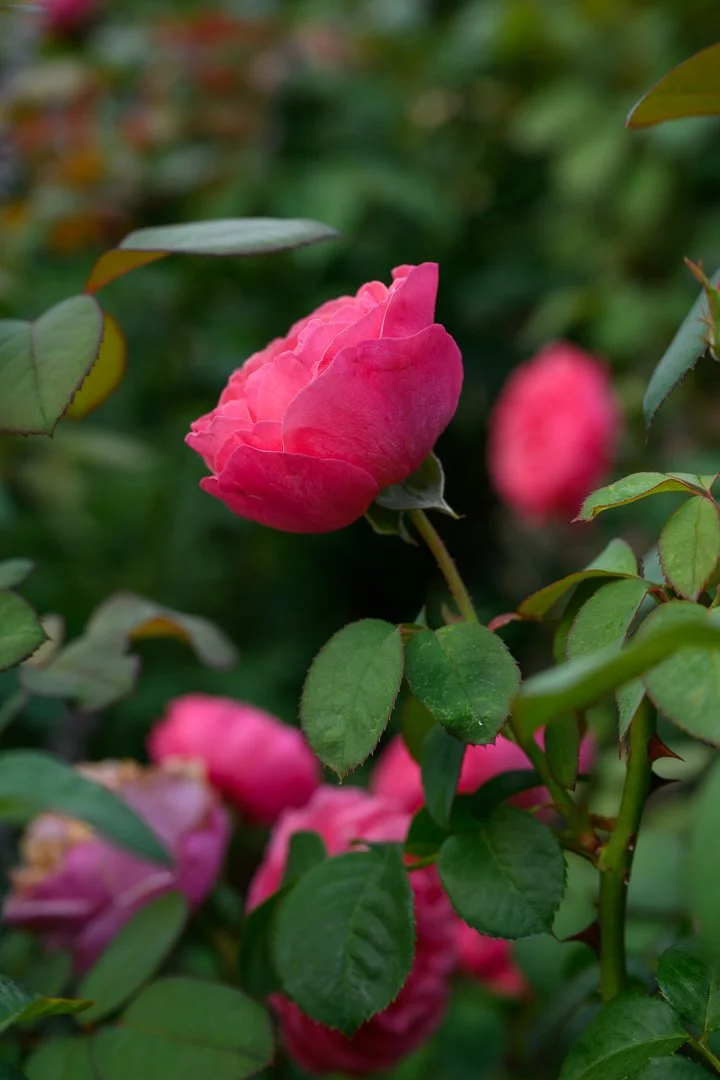 Stacy Smith Evans - Brookside Gardens-1.jpg