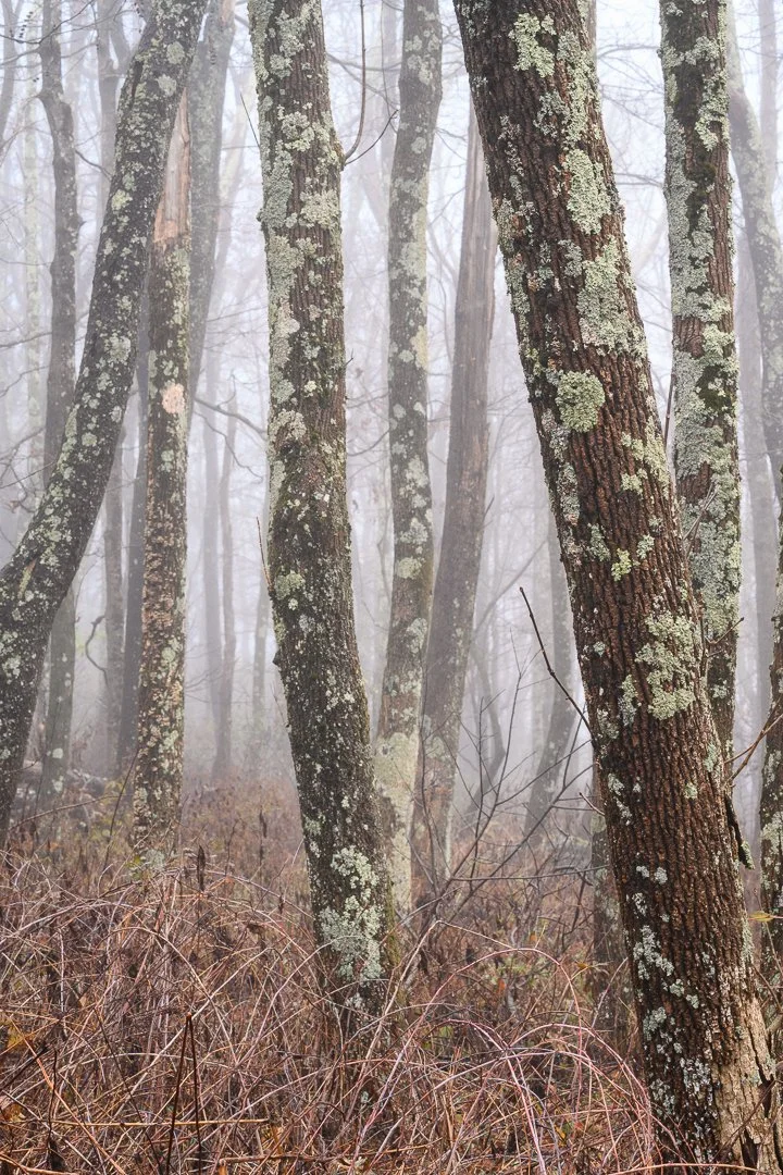 A foggy forest scene with tall trees covered in moss and lichen, and dry grass on the ground.