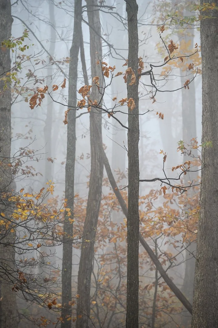 A foggy forest with tall trees and sparse brown and yellow leaves.