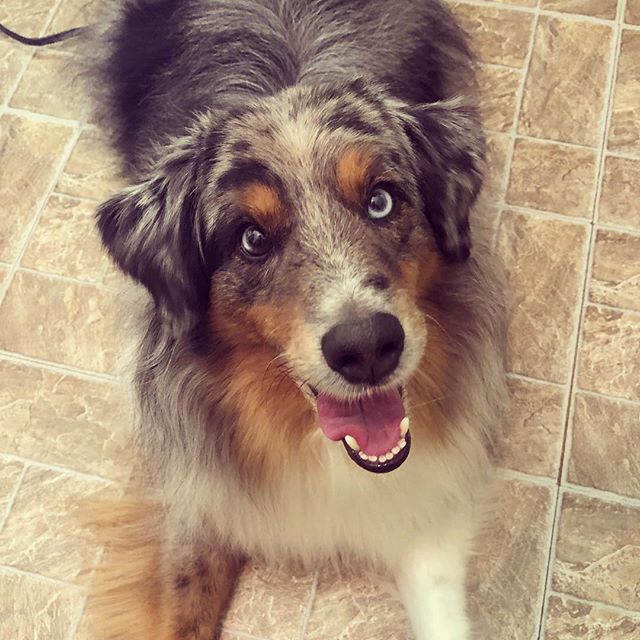 What do you mean it&rsquo;s snowing again #aussiesofinstagram #miniaussiesofinstagram #miniaussie #bluemerle #bluemerleaussie #iowa #iowasnow #dogsofinstagram #bluemerleminiaussie