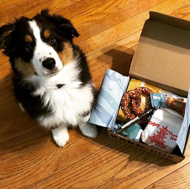 Yukon is staying inside and enjoying his new Bark Box. He&rsquo;s trying hard to contain his excitement #miniaussieofinstagram #miniaussieoftheday #barkboxday #miniaussie #blacktriaussie #blacktriminiaussie #dogsofinstagram #puppiesofinstagram #puppi