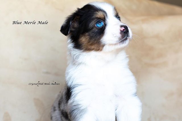 Is it Friday mom #miniaussiesofinstagram #bluemerleaussie #bluemerle #miniaussieshepherd #blueeyeaussie #puppies #puppiesofinstagram #crystalhillminiaussies