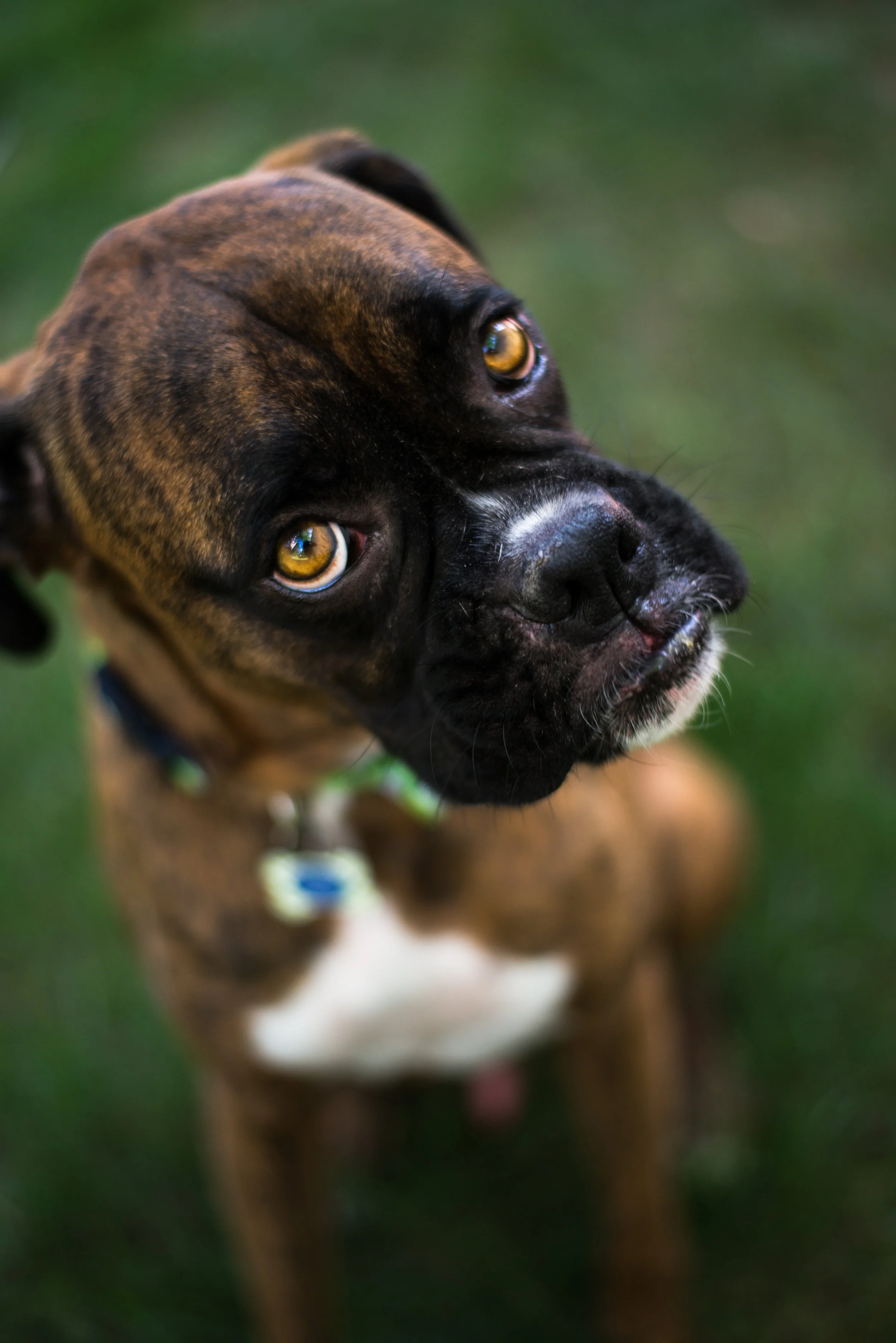 Quad Cities Pet Photography based in Bettendorf, Iowa