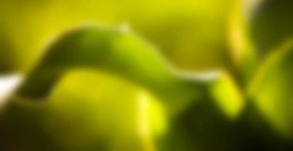 SplitShire_blur18.jpg