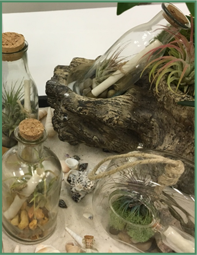 Air Plants.png