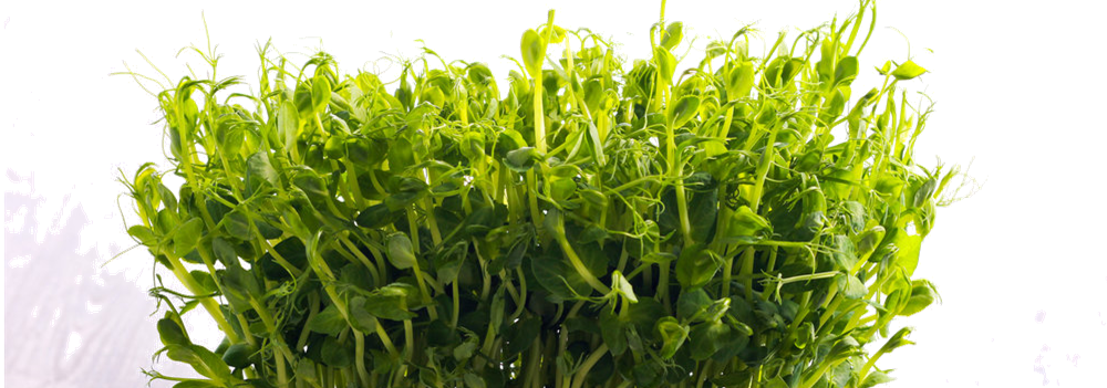 Microgreens.png