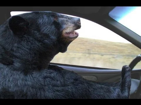 bear driving.jpg