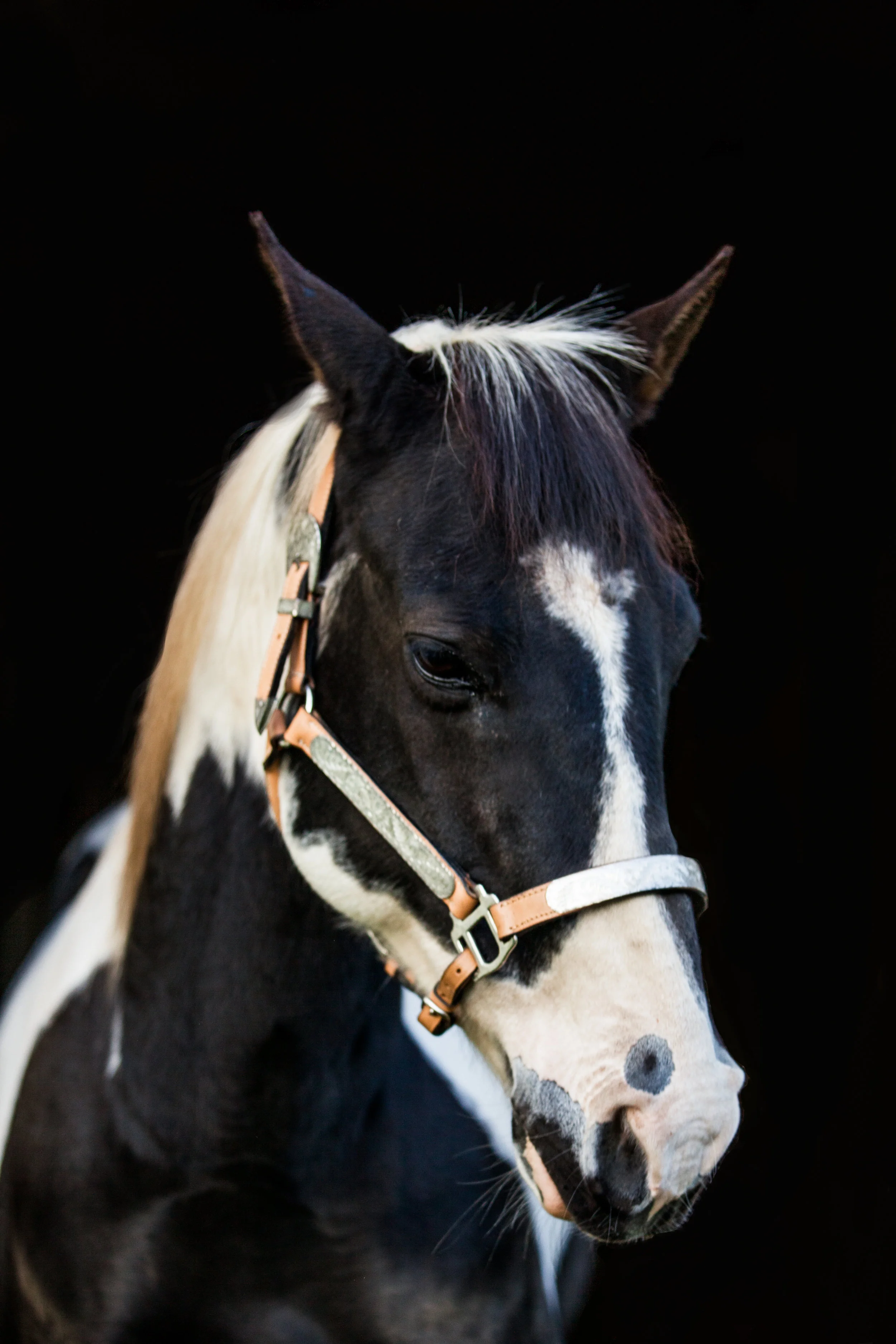 A black background portrait of Chase taken in Vancouver, WA.