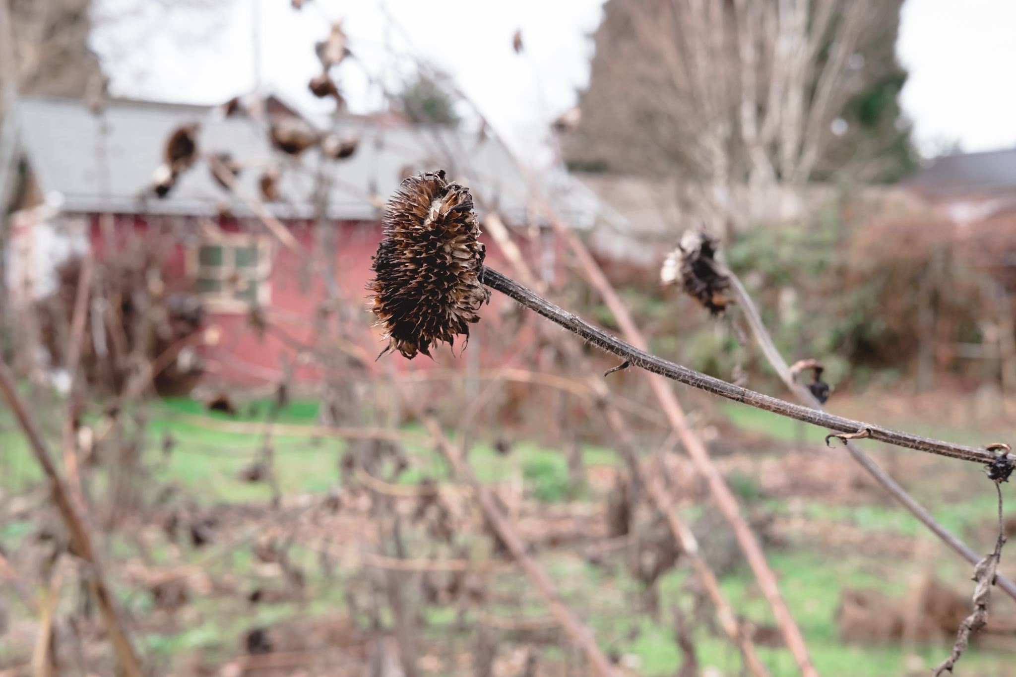 Winter Sunflower