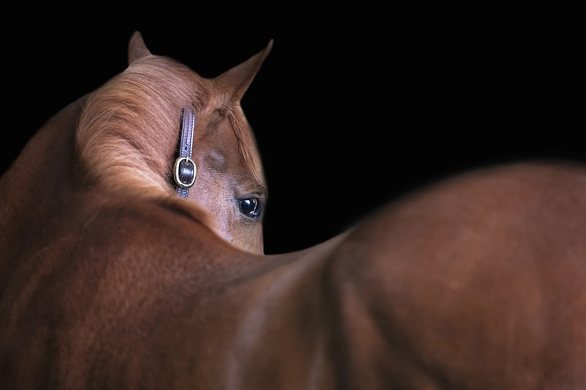 Washington Equine Photography_NMP Images_Black Background Fine Art Session_Battle Ground WA_Potato 1.jpg