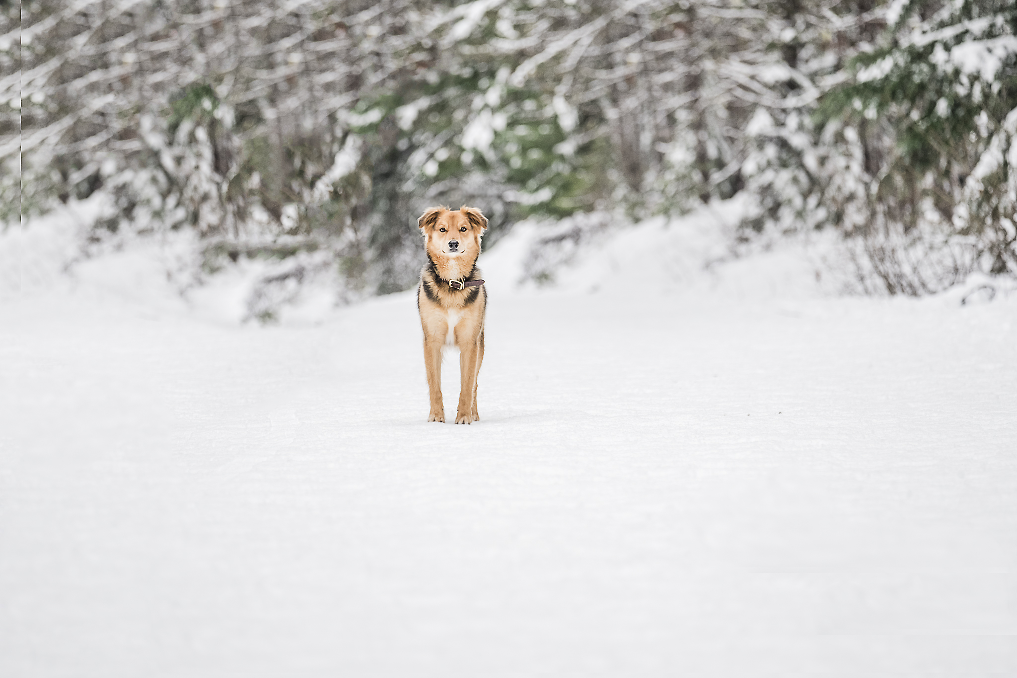 snow dog.jpg
