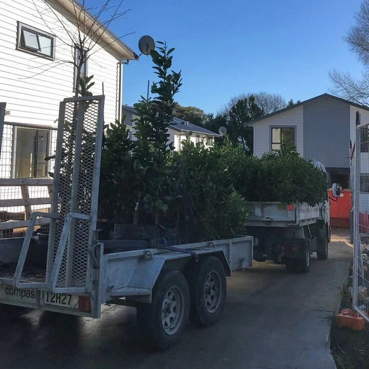 Love plant delivery days! Have a great Monday folks!
.
.
.
#plantcrush #deliveries #mondayvibes #mondaymotivation #landscapesforliving #lowmaintenance #landscaping #construction #naturelovers #newbuild #nztradies #coastscapes #coastscapesgetitdone