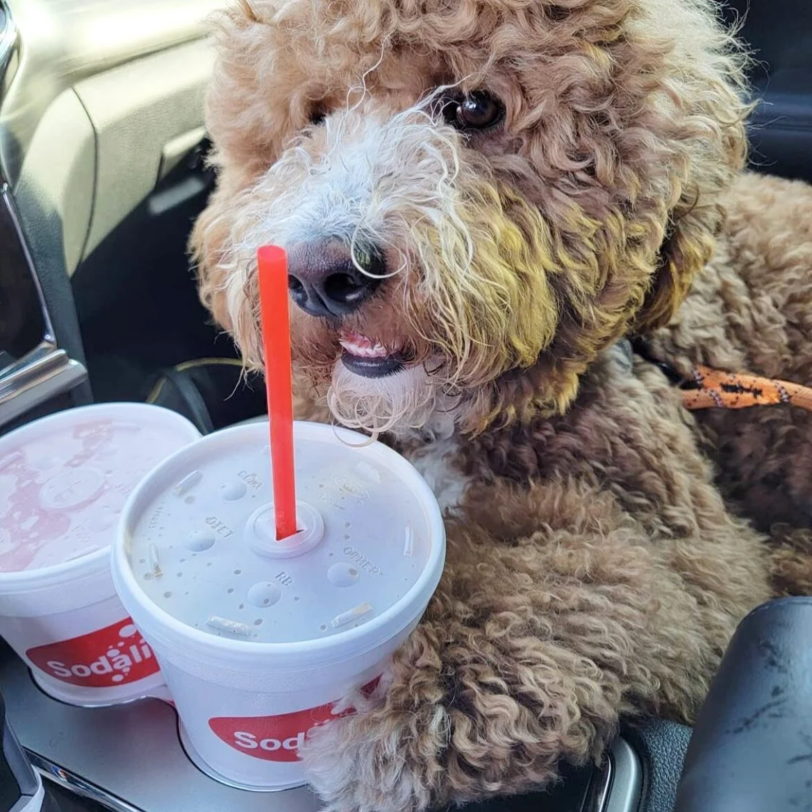 Tuesdays that feel like a Monday call for double drinks and puppy pics. 😍
