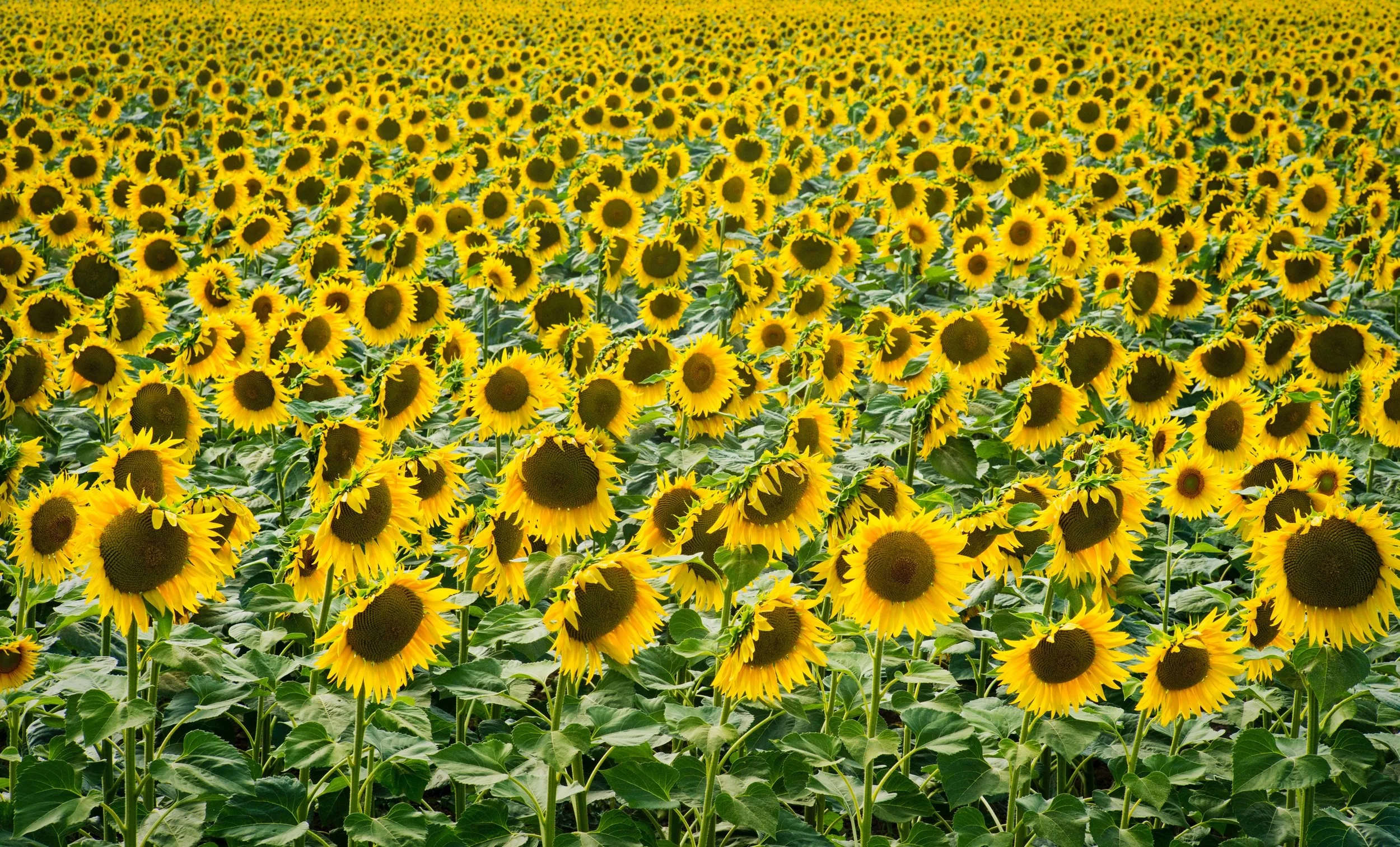 3 ways to personalize a funeral