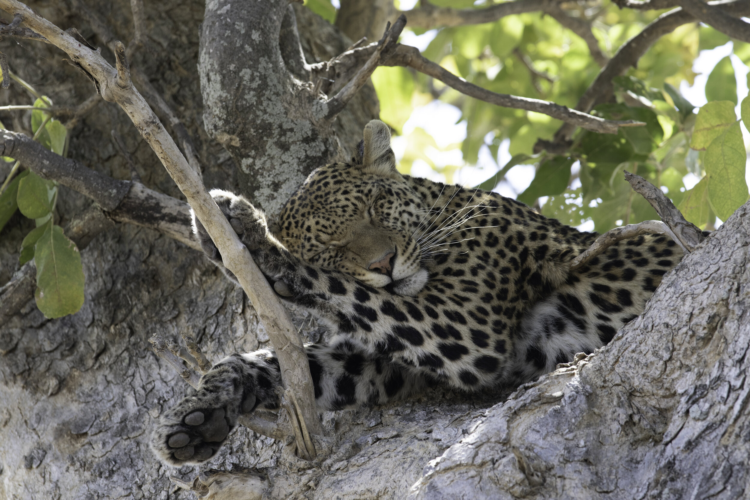 Botswana Set 1-8.jpg
