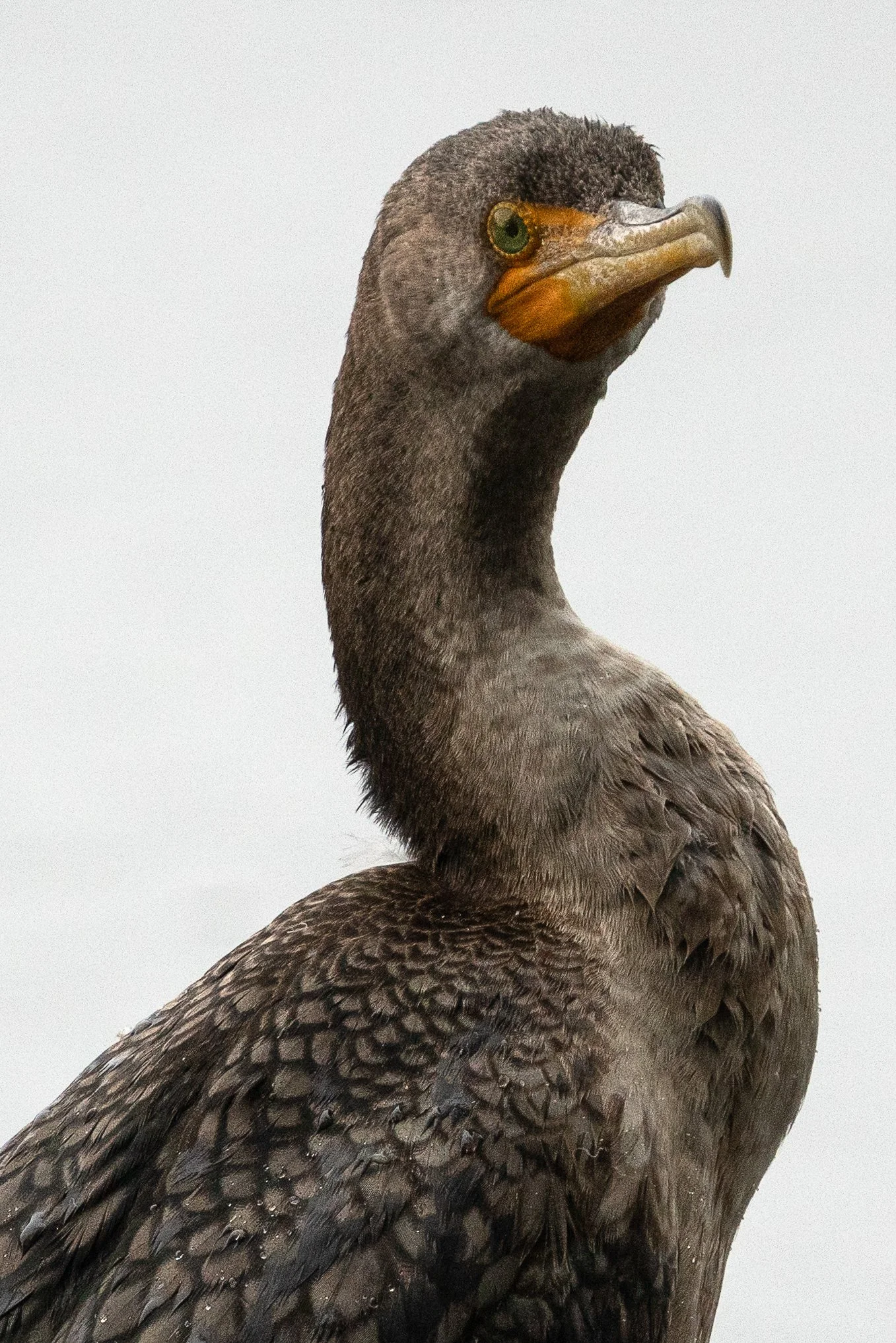 Bird Eyes 2.jpg