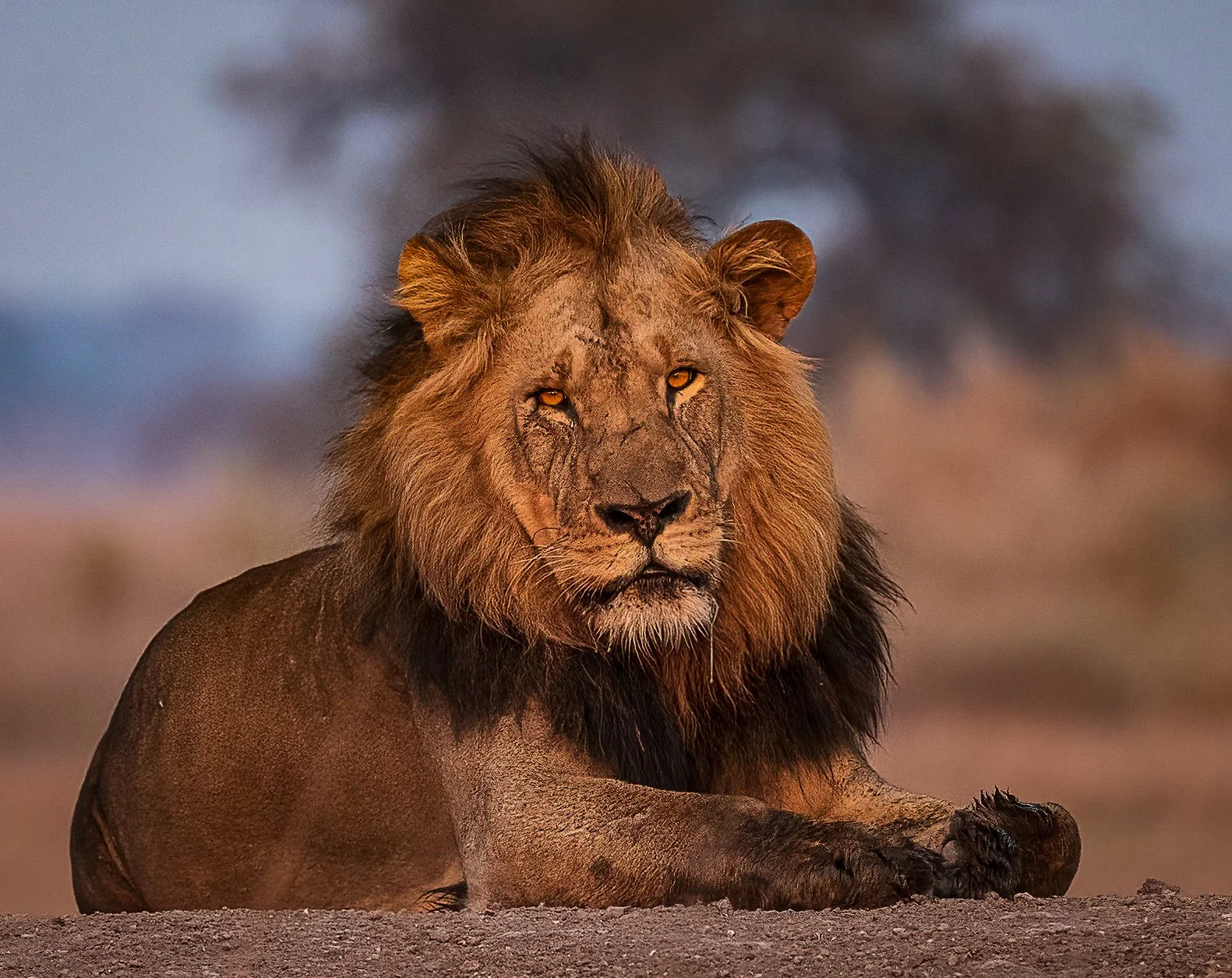 Lion Eyes.jpg