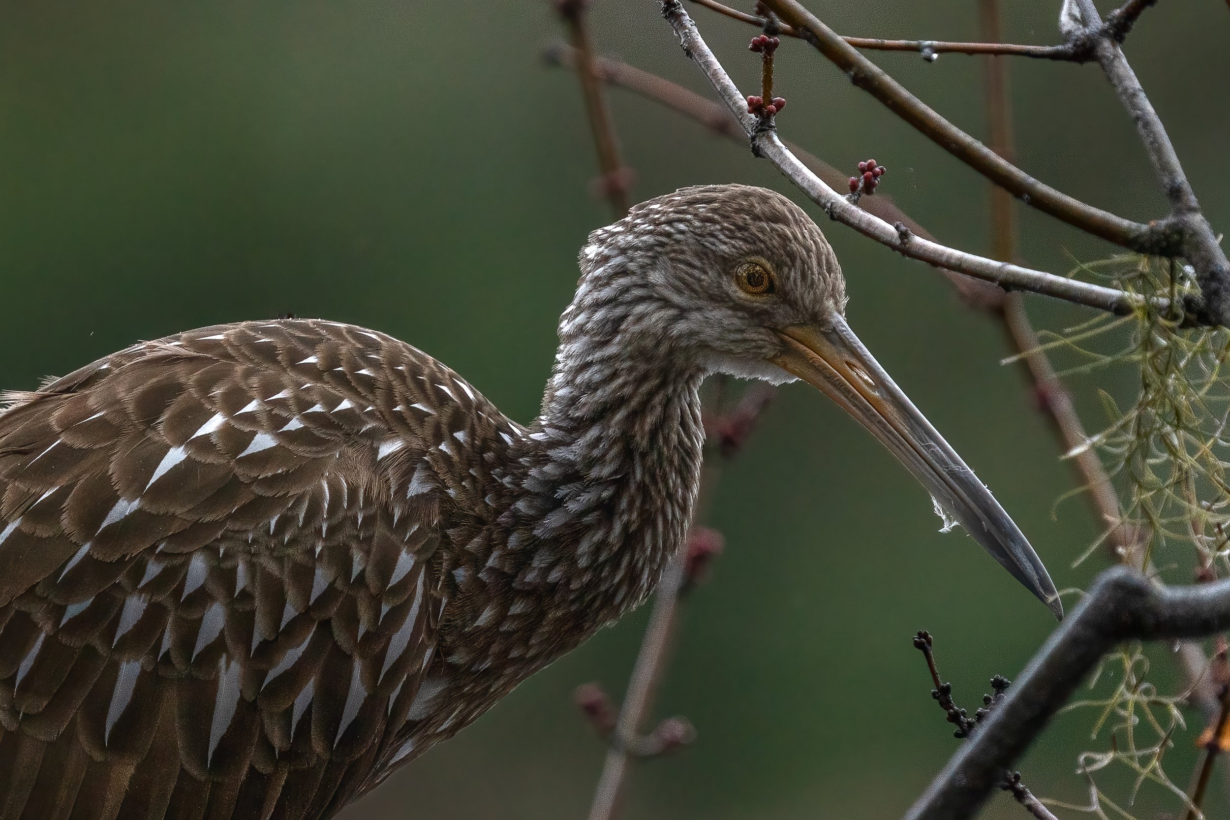 Bird Eyes 1.jpg