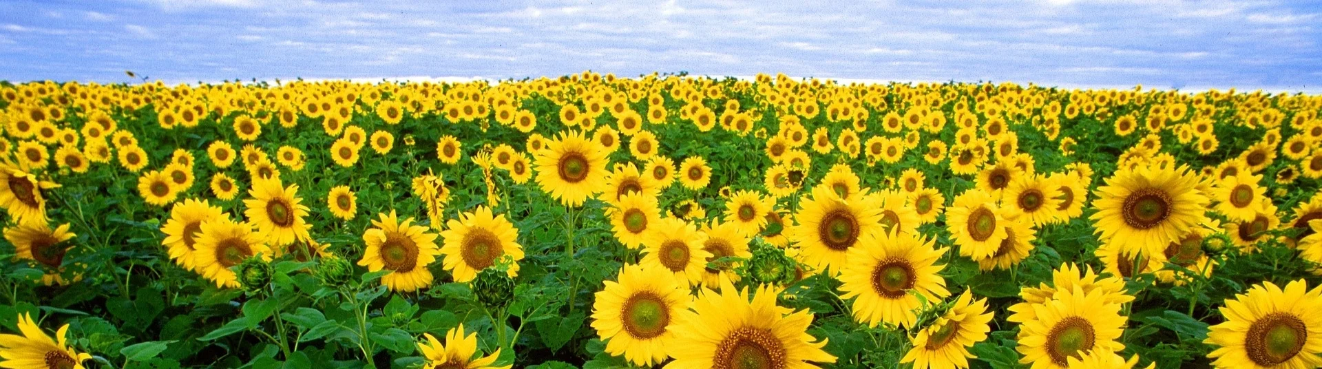 sunflower-11574_1920.jpg