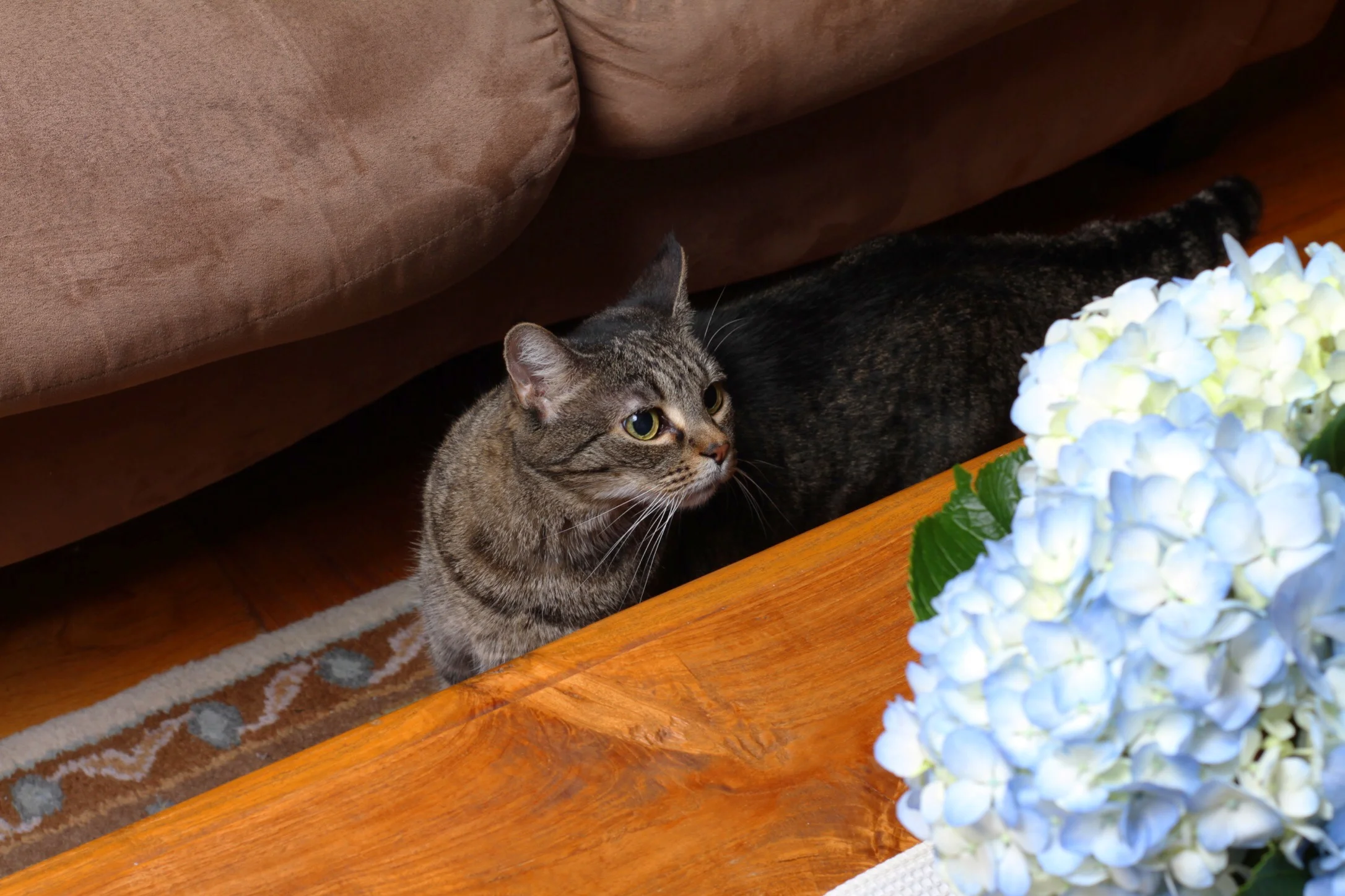 Athens enjoying life, trying to smell, or steal, the hydrangea on our coffee table!  