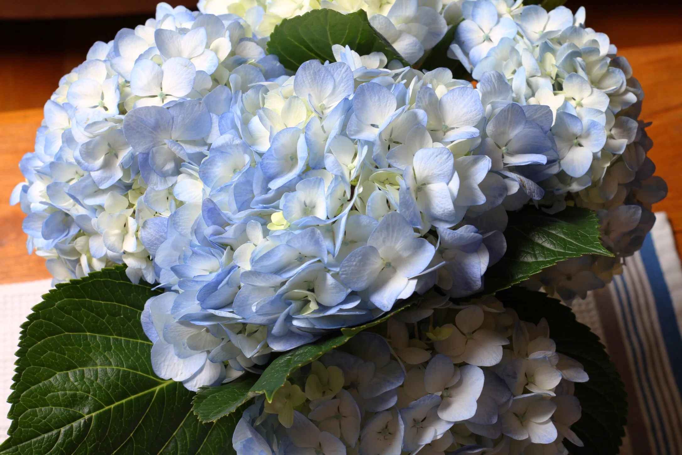 Fresh hydrangeas to celebrate our anniversary. :) 