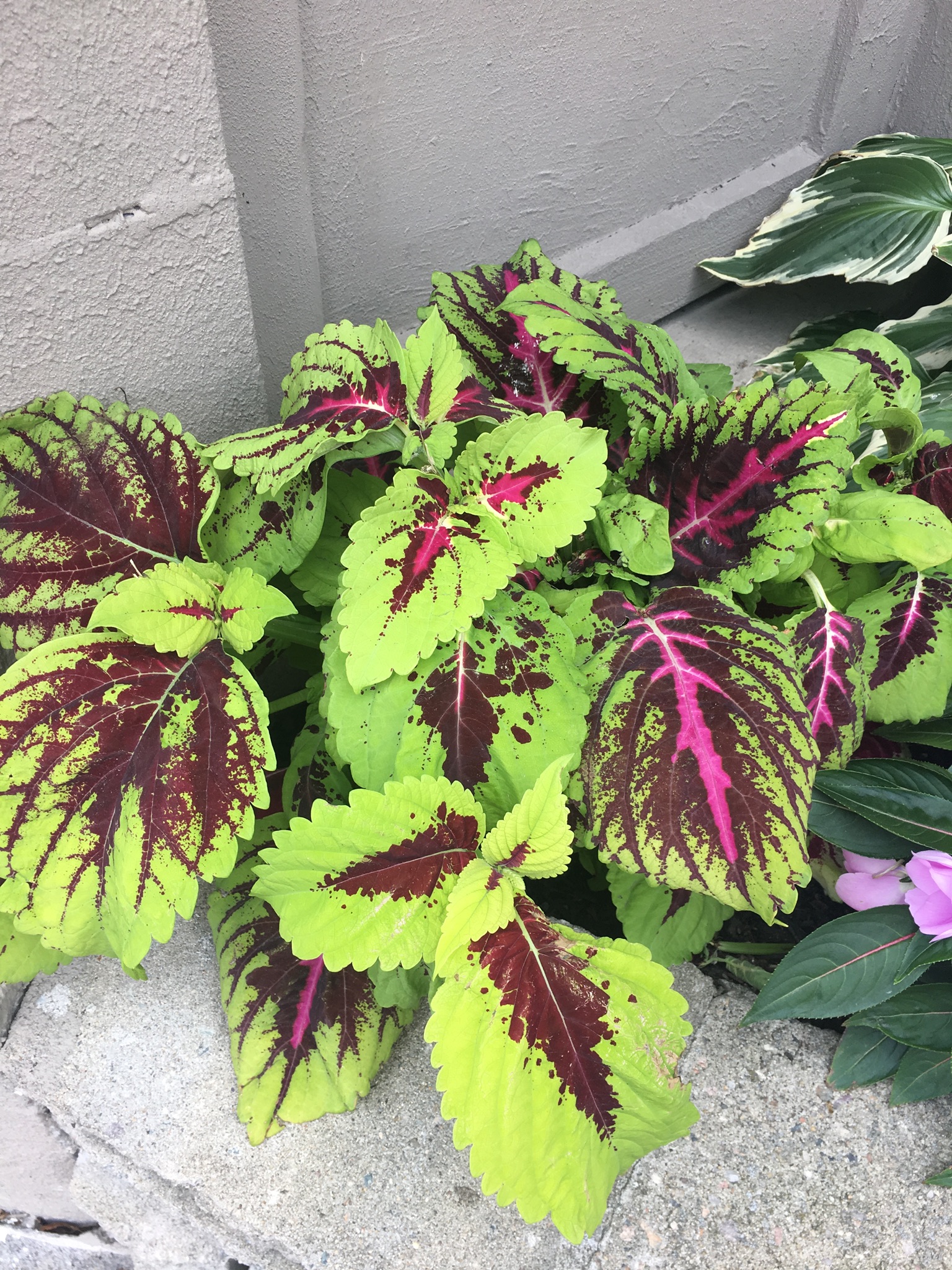 Cool garden decor outside of a building. Seen last week during a long walk when I stopped (again) to take a "nature" photo.  