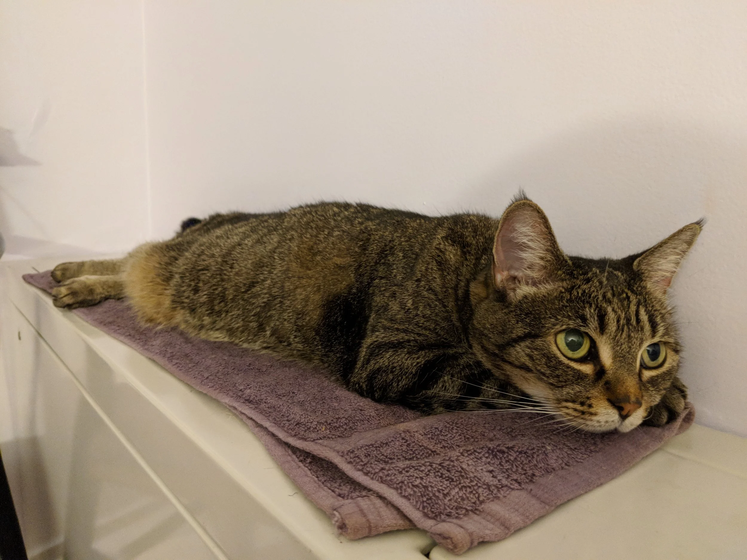 Athens, stop thinking about napping, it’s time to shop! She’s laying on a heater, by the way. Life is good.
