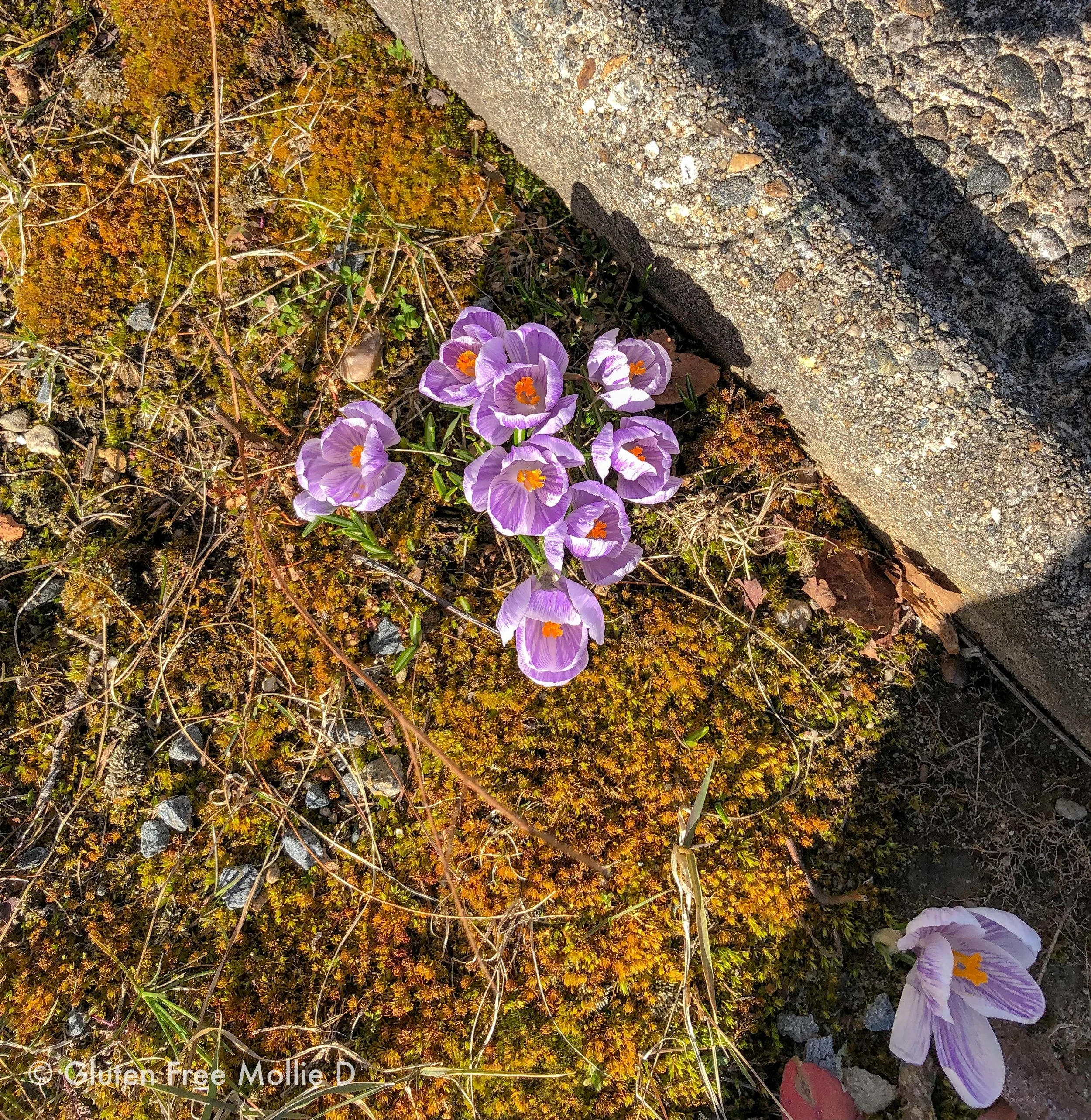 Crocuses! A sure fire sign of spring. :)