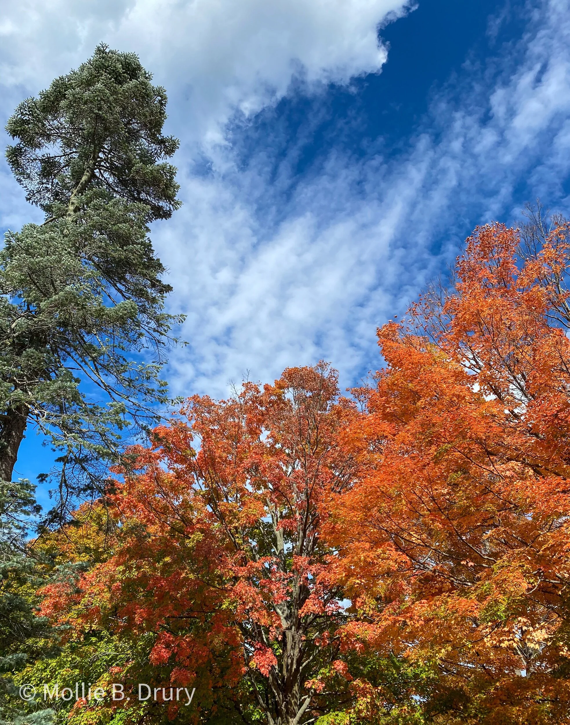 Flavor Buffet: 10/9/2020